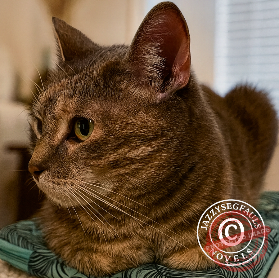 Stubborn Brown Cat cat sitting like a supervisor on a cushion.